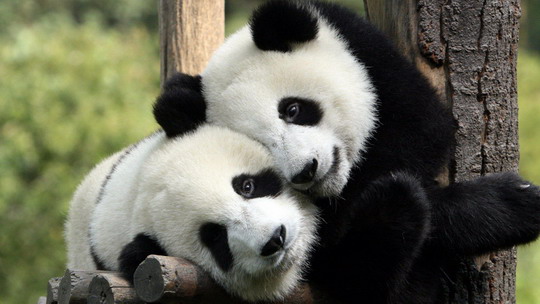 panda1