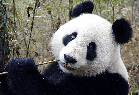 panda4